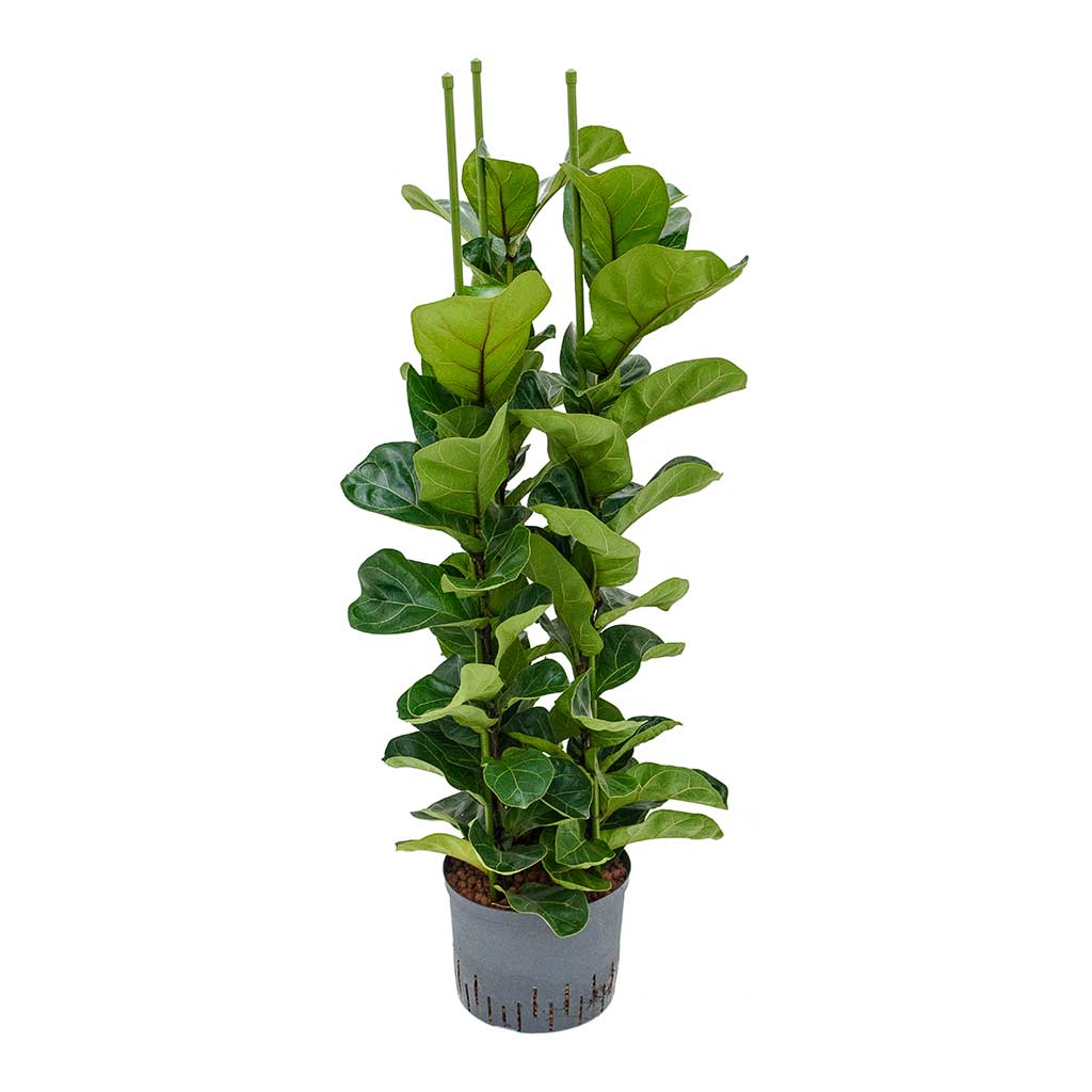 Ficus lyrata Bambino Hydroculture Indoor Plant 3 Stems - Large