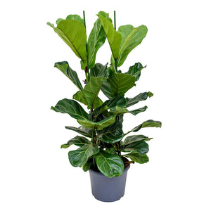 Ficus lyrata - Fiddle Leaf Fig 100cm