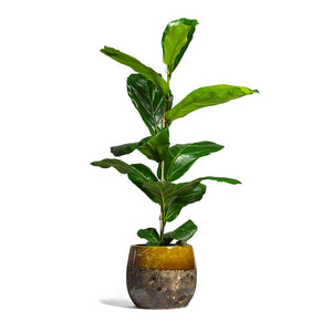 Ficus lyrata Fiddle Leaf Fig 1 Stem & Lindy Plant Pot Ochre