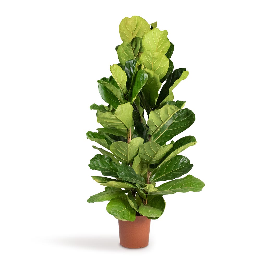 Ficus lyrata - Fiddle Leaf Fig 3 Stems