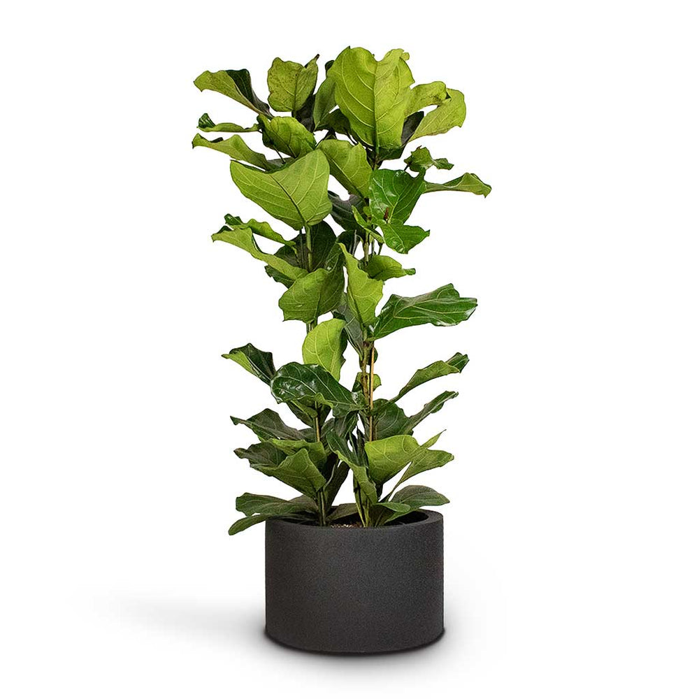 Ficus lyrata - Fiddle Leaf Fig - Quality Indoor Plants | Hortology