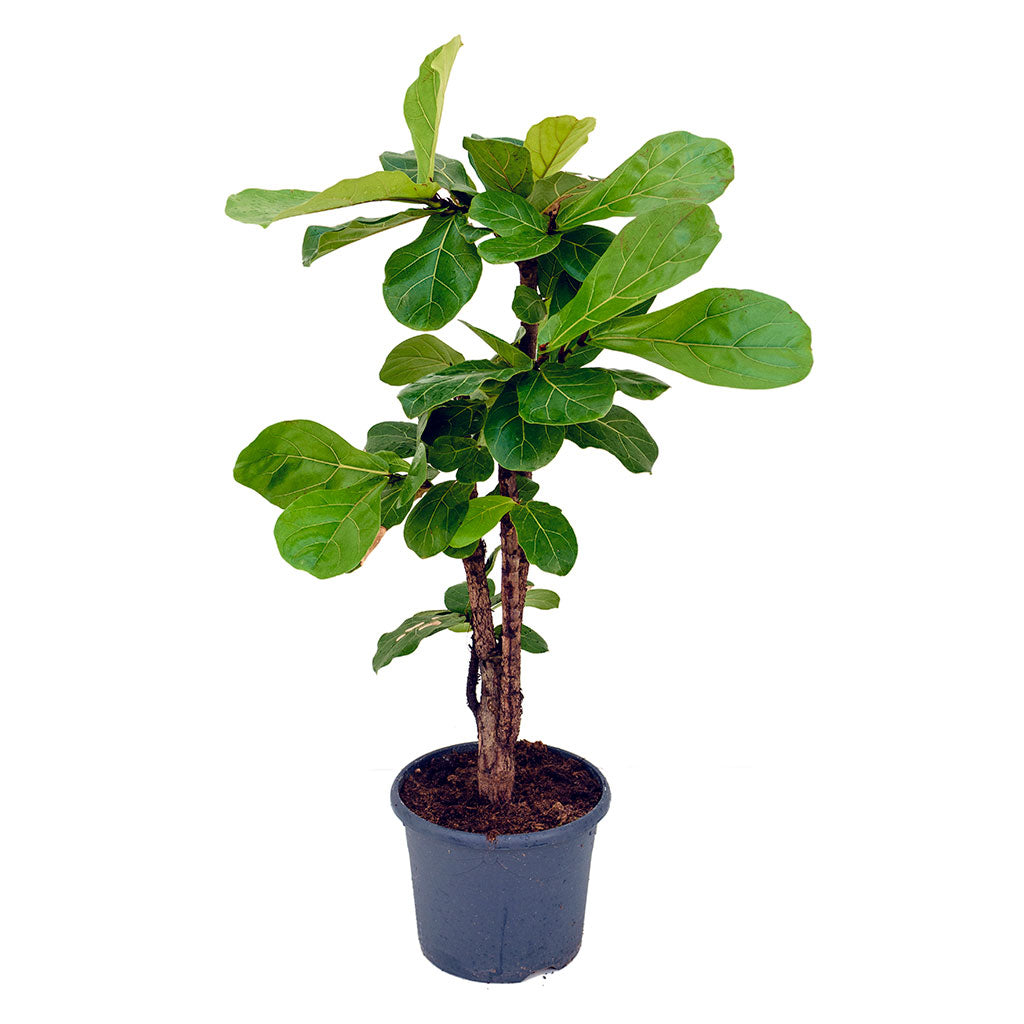 Ficus lyrata Branched - Fiddle Leaf Fig - Indoor Plants | HORTOLOGY
