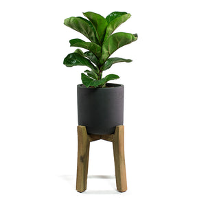 Ficus lyrata Fiddle Leaf Fig with Charlie Plant Pot Tall Stand Black Washed
