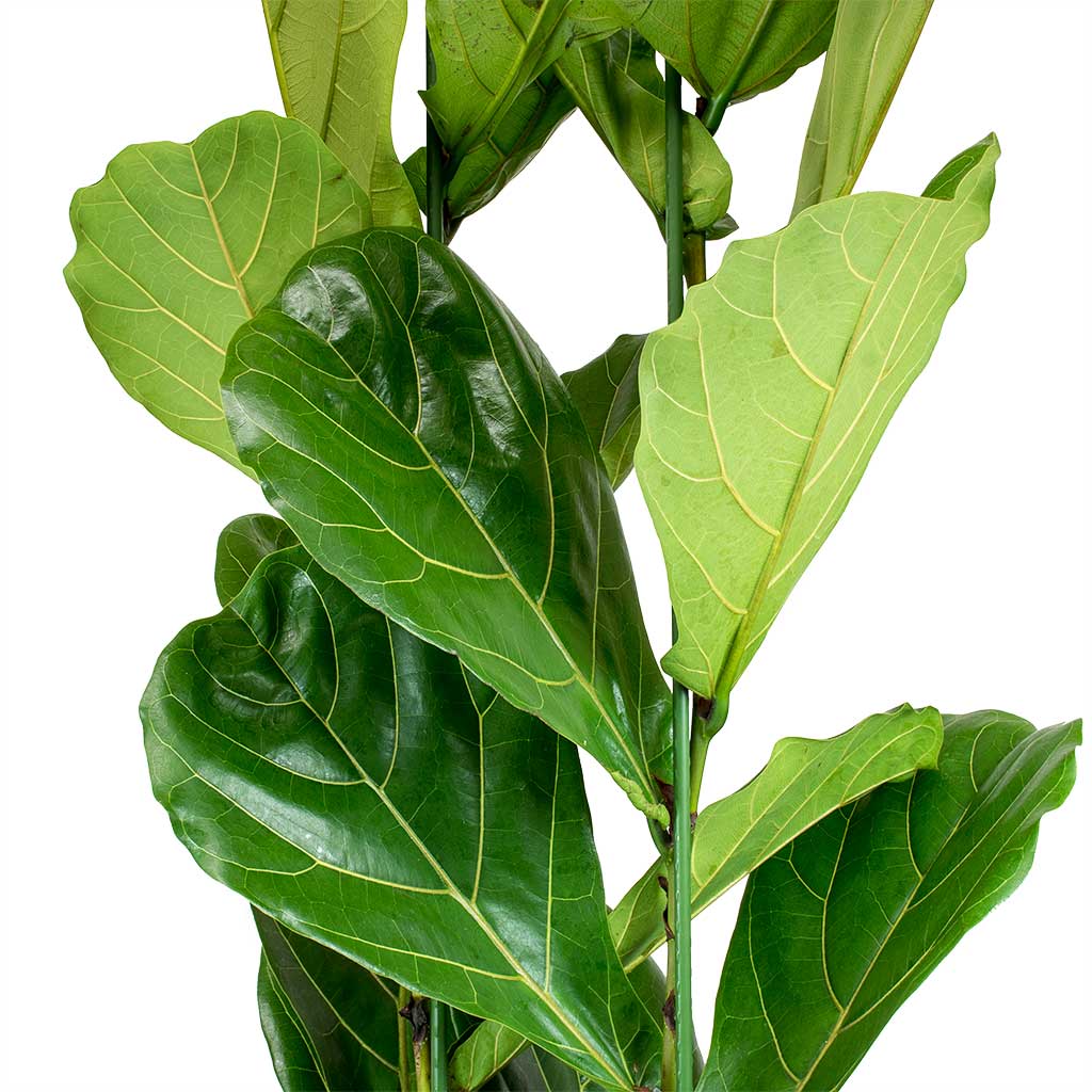 Ficus lyrata Fiddle Leaf Fig Leaves