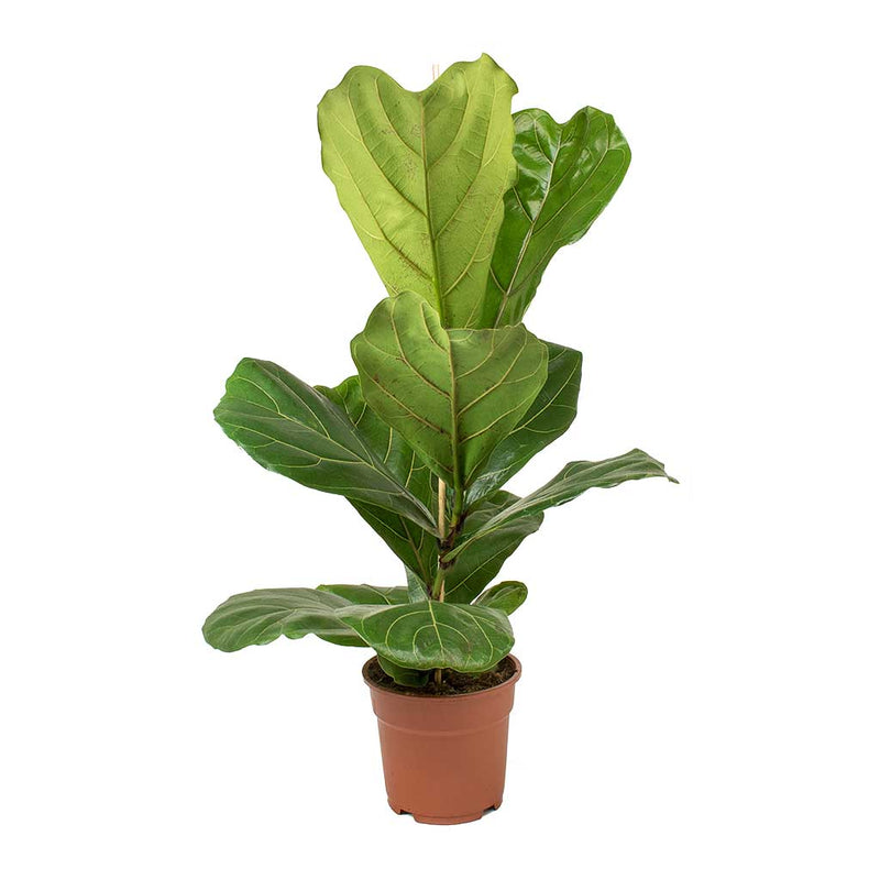 Ficus lyrata - Fiddle Leaf Fig - Quality Indoor Plants | Hortology