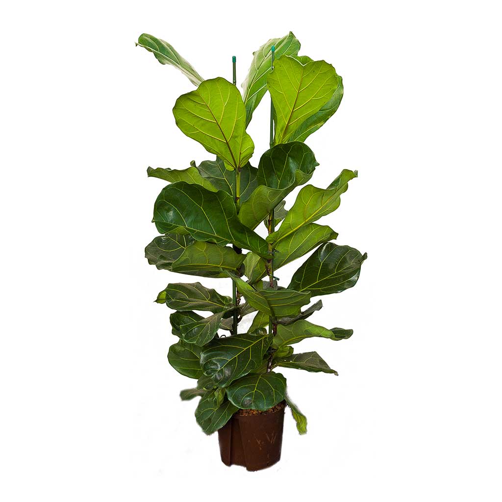 Ficus lyrata Hydroculture Indoor Plant 2 Stems