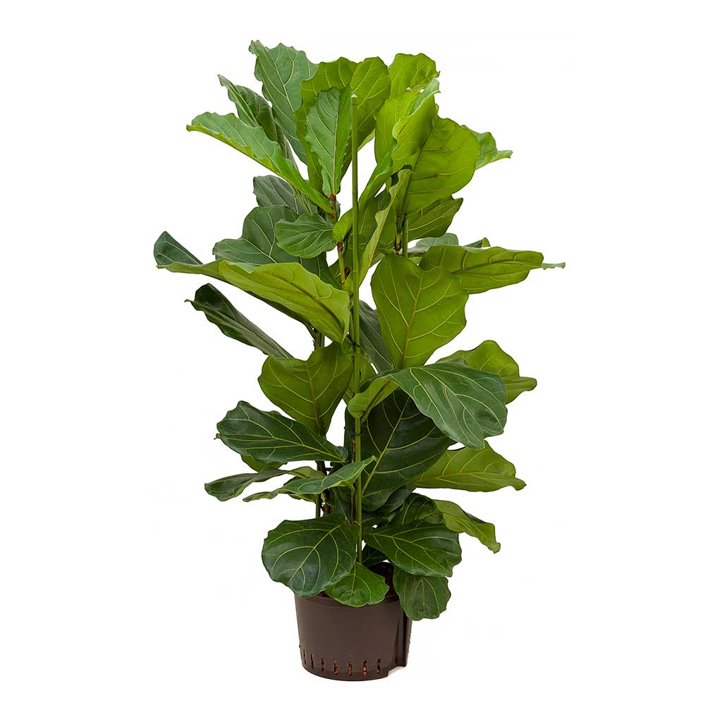 Ficus lyrata Hydroculture Indoor Plant 3 Stems