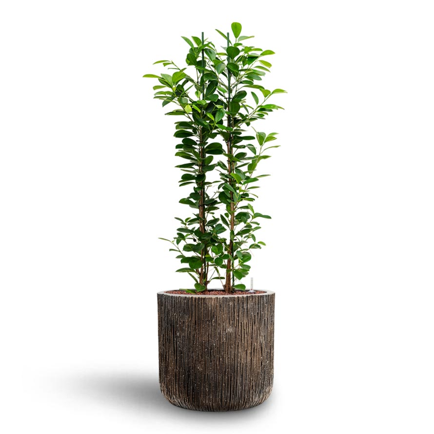 Ficus moclame - Hydroculture & Luxe Lite Waterfall Planter