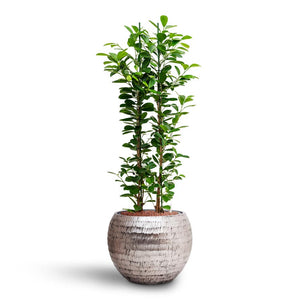 Ficus moclame - Hydroculture Opus Hammered Globe Planter - Silver