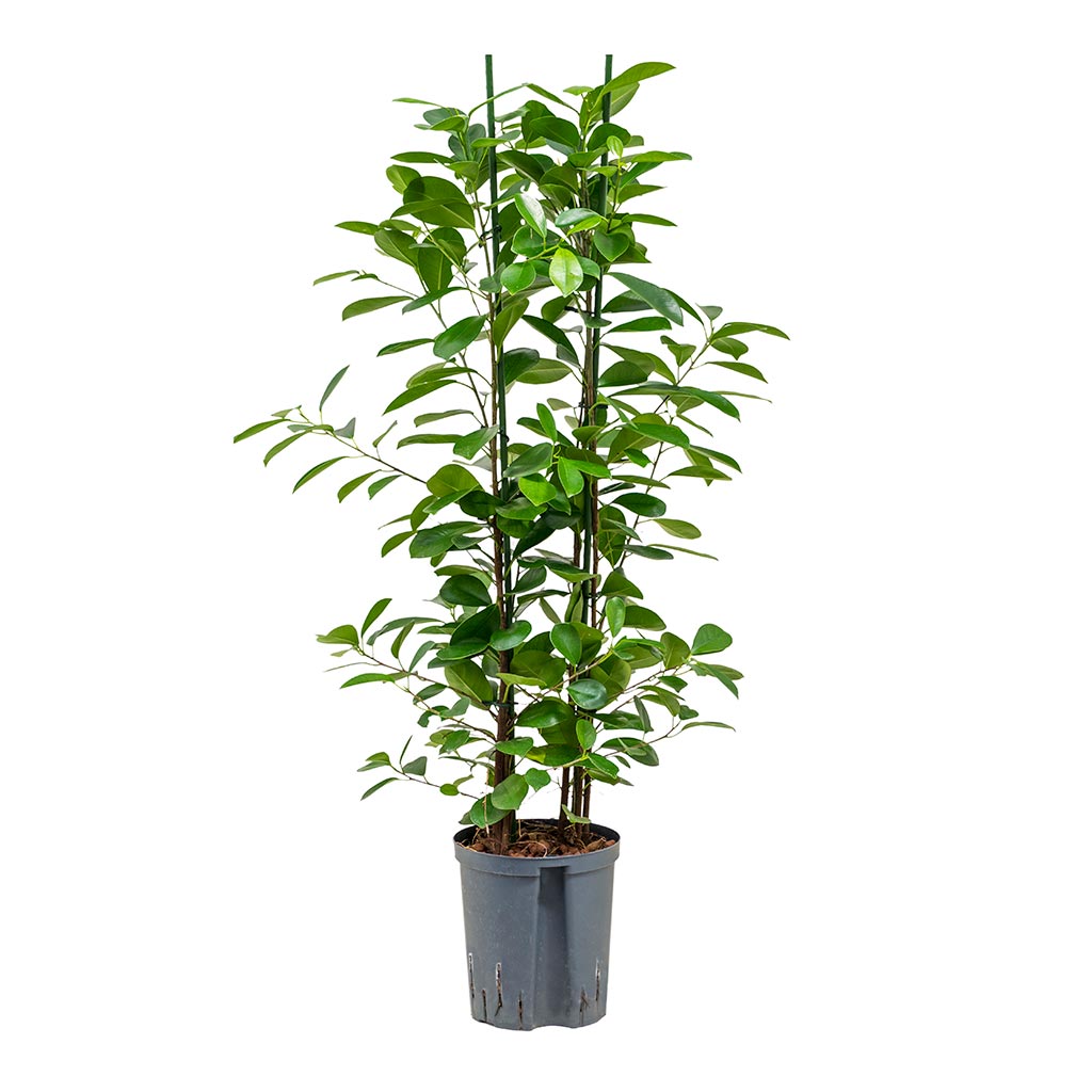 Ficus moclame - Hydroculture - 18/19 x 100cm (2 stems)