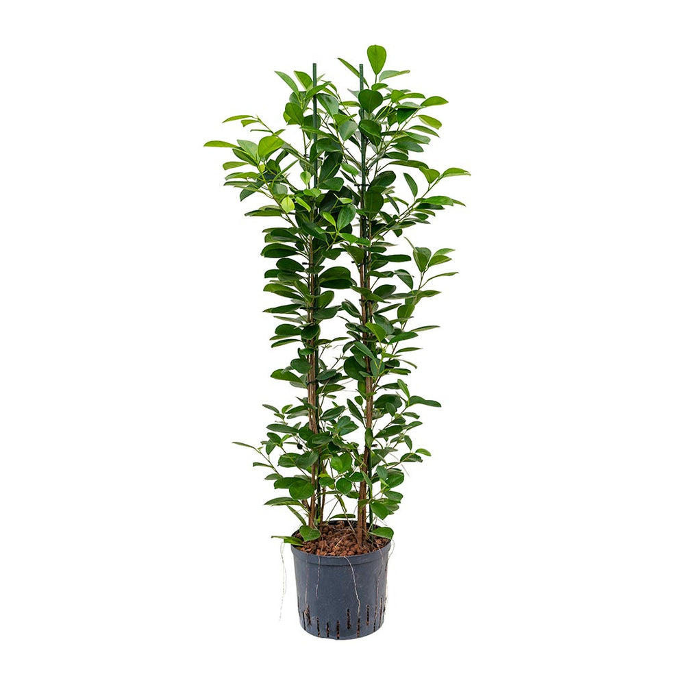 Ficus Moclame HydroCare® Indoor Plants - Easy Care | HORTOLOGY