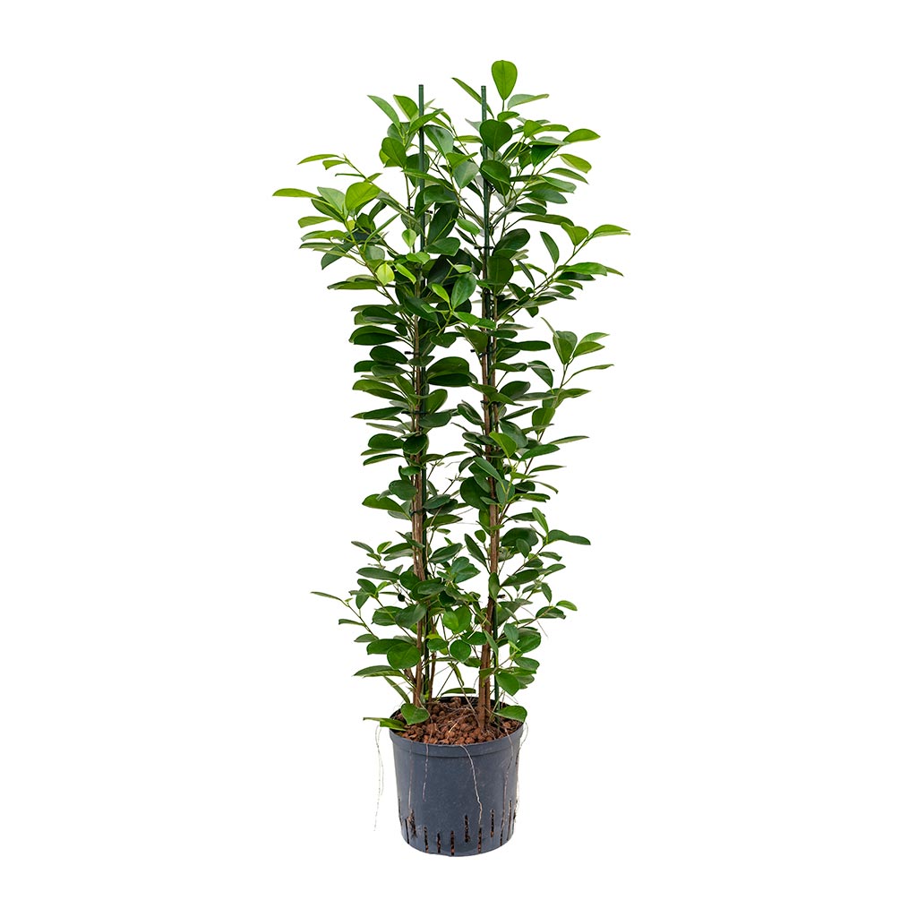 Ficus moclame - Hydroculture - 22/19 x 110cm (2 stems)