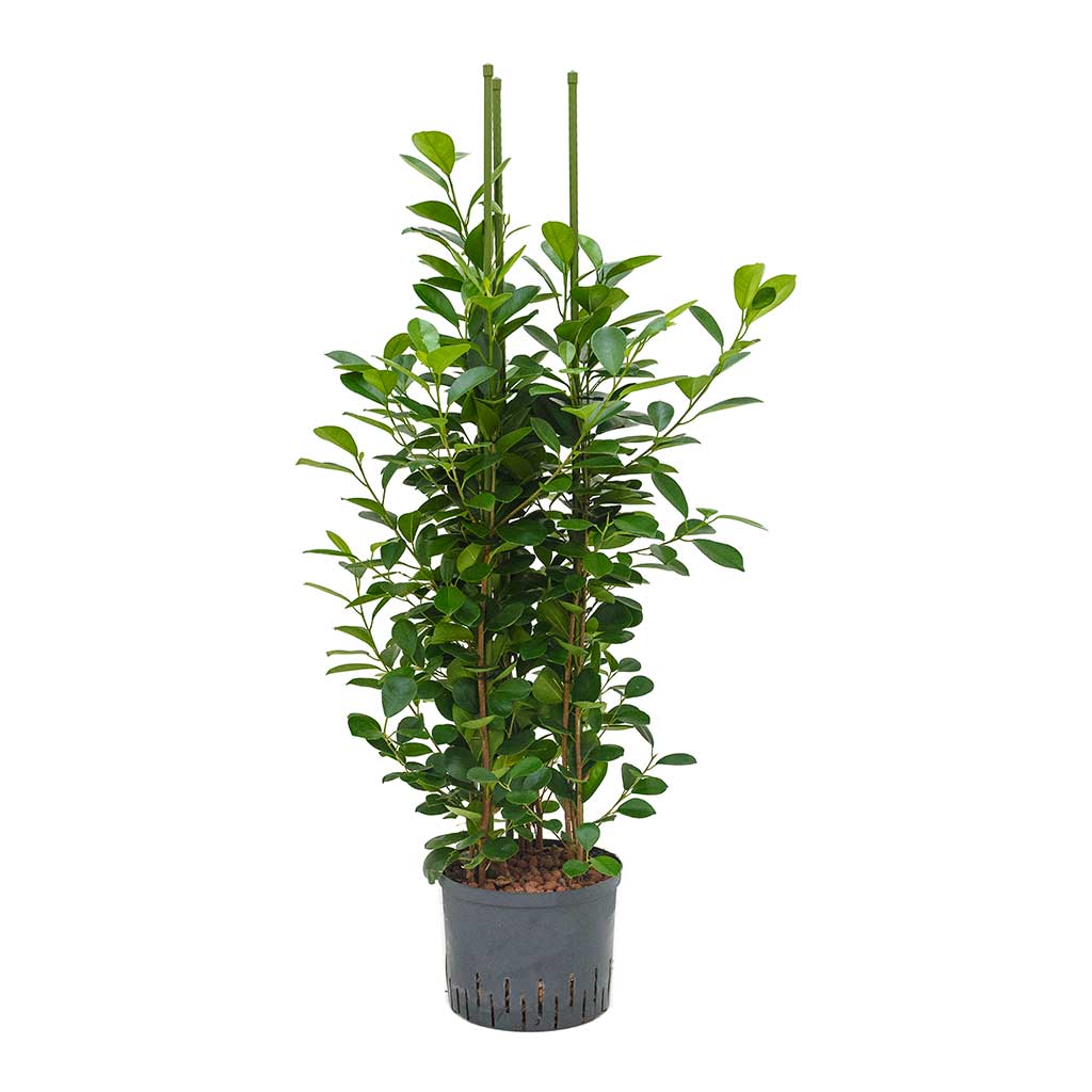 Ficus moclame Hydroculture Indoor Plant