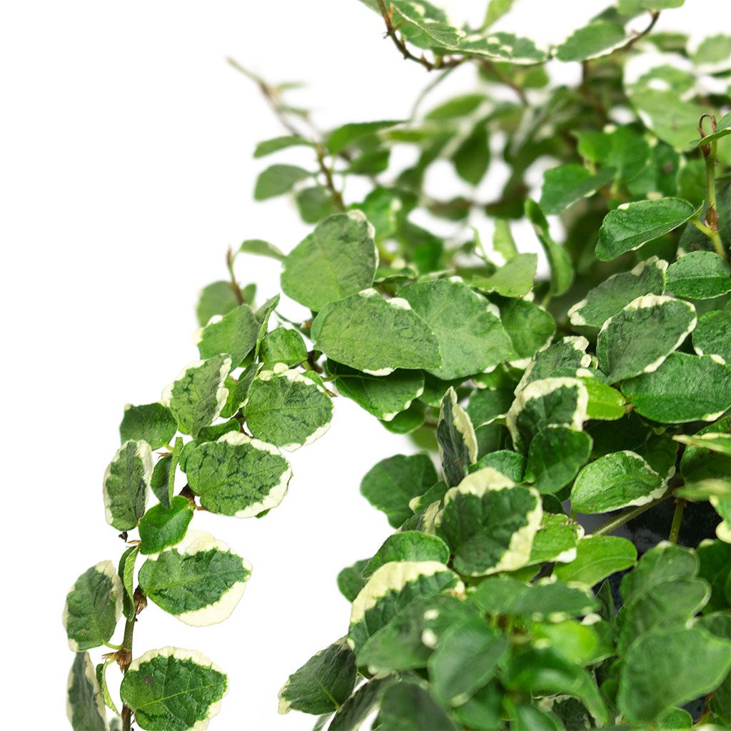 Ficus pumila White Sunny - Creeping Fig & Bilbao Plant Pot -  Pale Jade