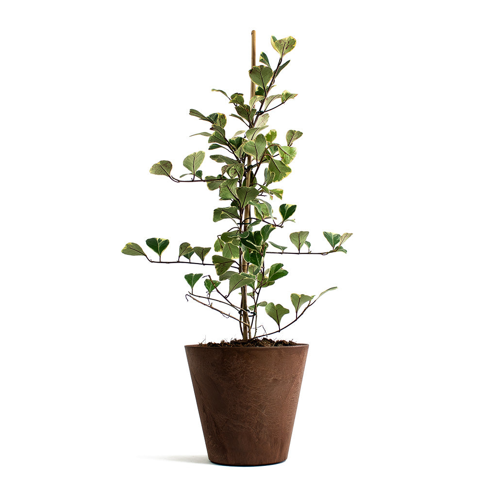 Ficus triangularis Sweetheart Triangle Fig with Claire Artstone Plant Pot Oak