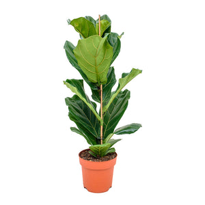 Ficus lyrata - Fiddle Leaf Fig 21x90cm