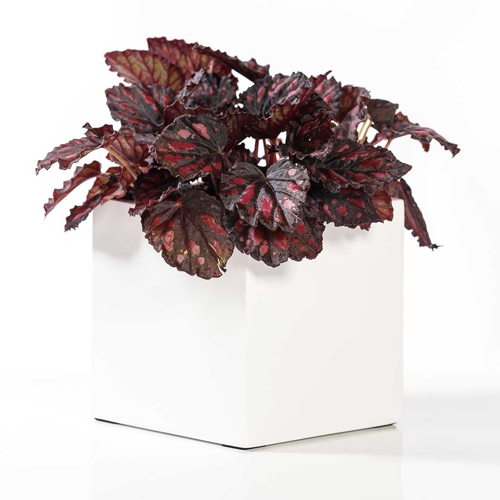 Fleur Planter Matt White - Medium