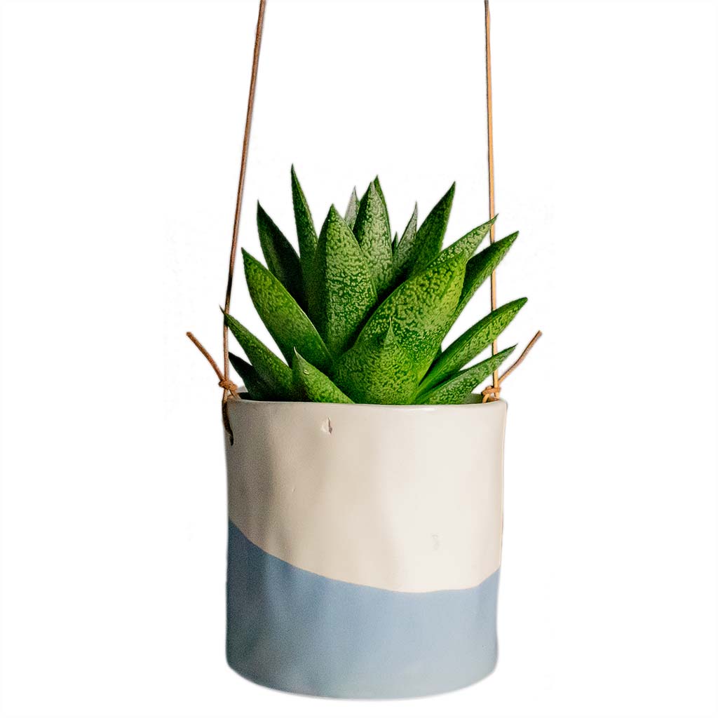 Gasteria D Tiga Ox Tongue Houseplant & Plant Pot Dip Hanging