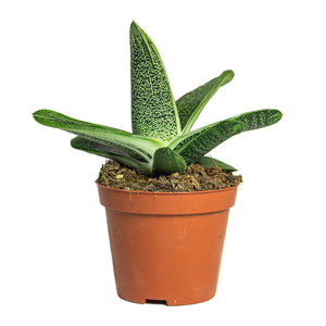 Gasteria Little Warty Ox Tongue 8.5cm
