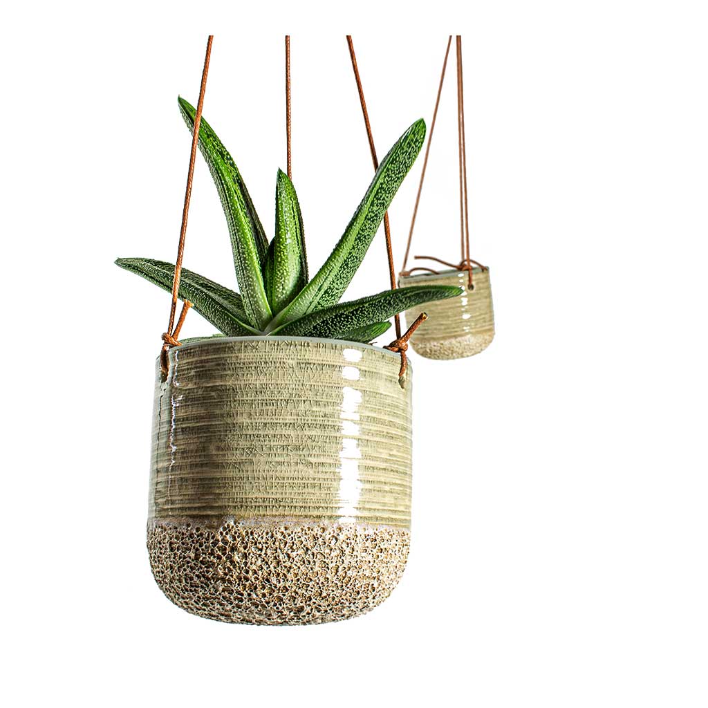 Gasteria Little Warty Ox Tongue & Issa Hanging Plant Pots Set of 2 - Light Grey