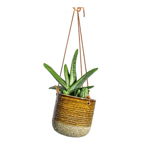 Gasteria Little Warty Ox Tongue & Issa Hanging Plant Pot - Ochre