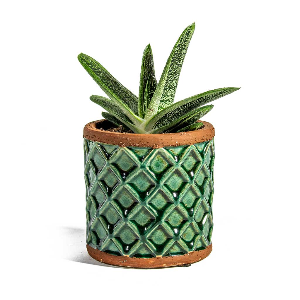 Gasteria Little Warty Ox Tongue & Liam Turquoise Plant Pot