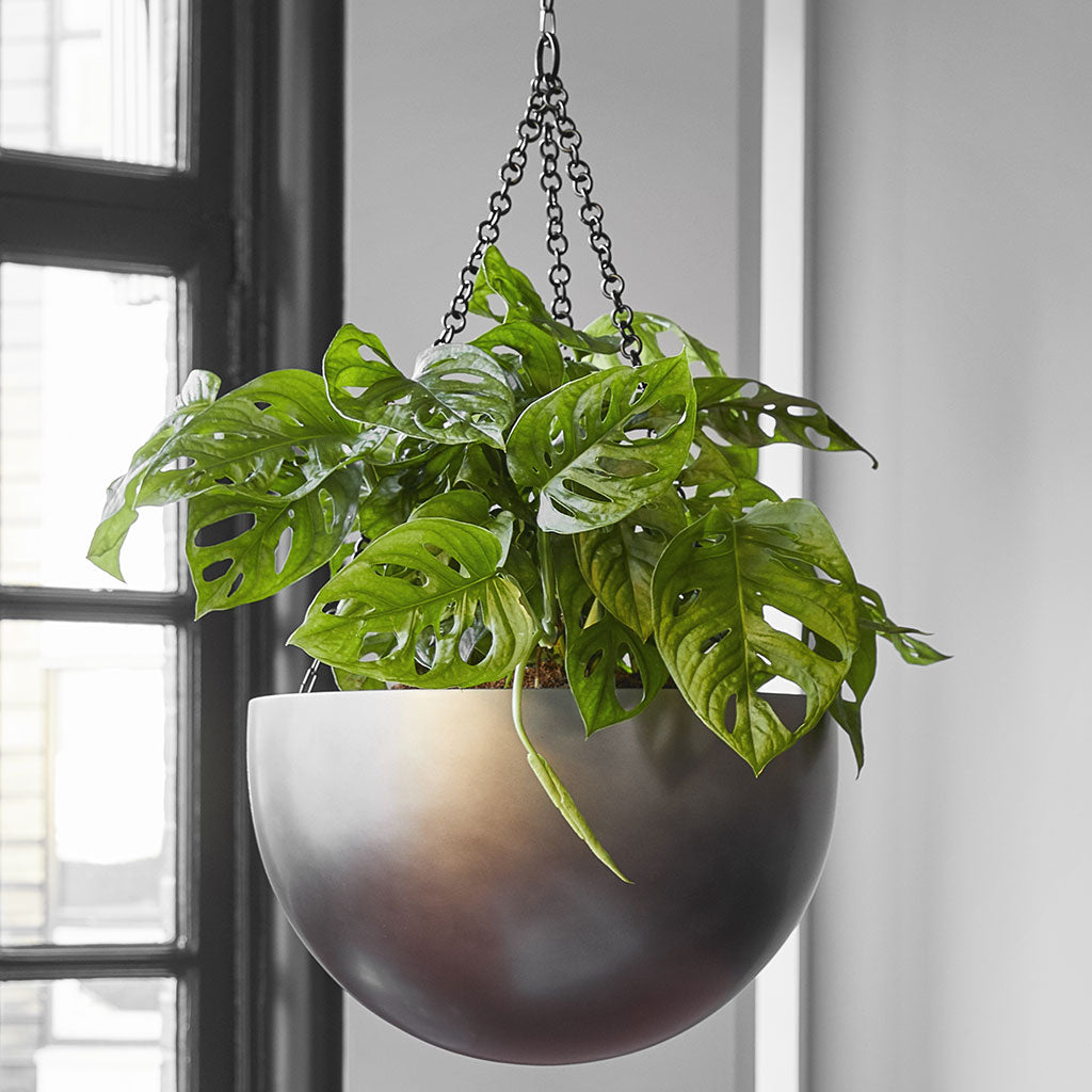 Gradient Hanging Plant Bowl - Matt Coffee & Monkey Mask Philodendron