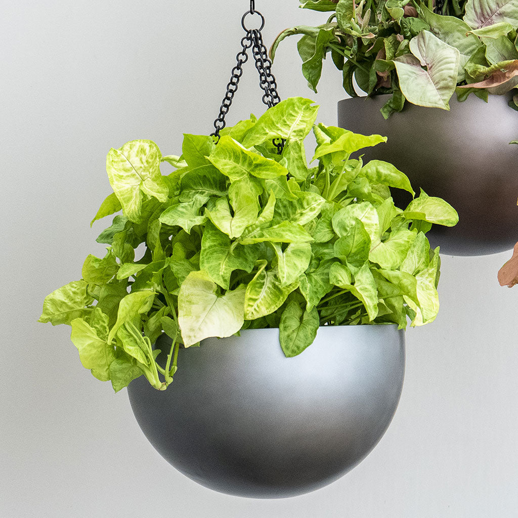 Gradient Hanging Plant Bowl - Matt Grey & Syngonium nephthytis Arrow - Arrow Plant