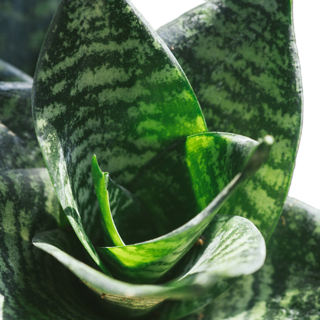 Sansevieria trifasciata Hahnii - Birds Nest Snake Plant Above bright