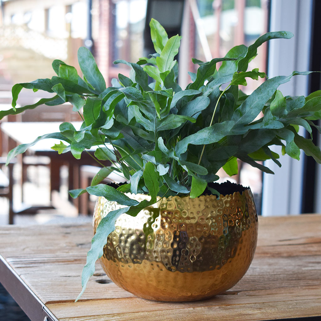 Hammered Planter Bowl - Gold with Black
