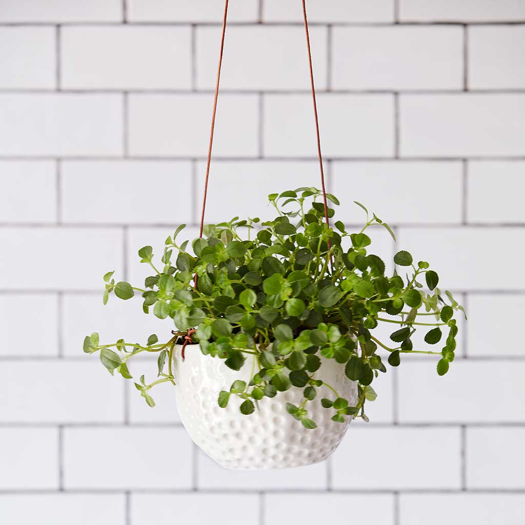 Dot Hanging Indoor Pots Planted