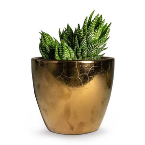 Haworthia Zebrina Houseplant & Sven Plant Pot - Gold