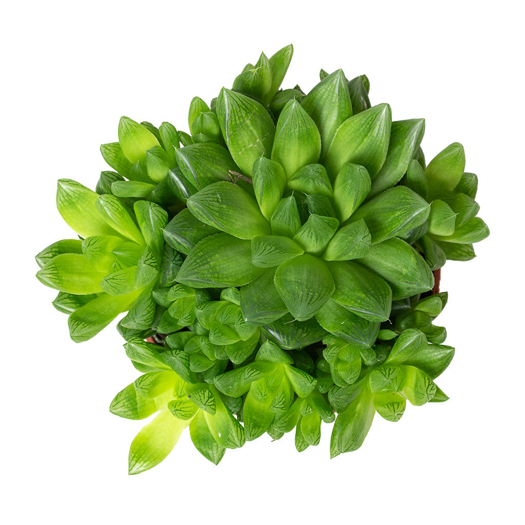 Haworthia cooperi 10.5cm Top-Down View