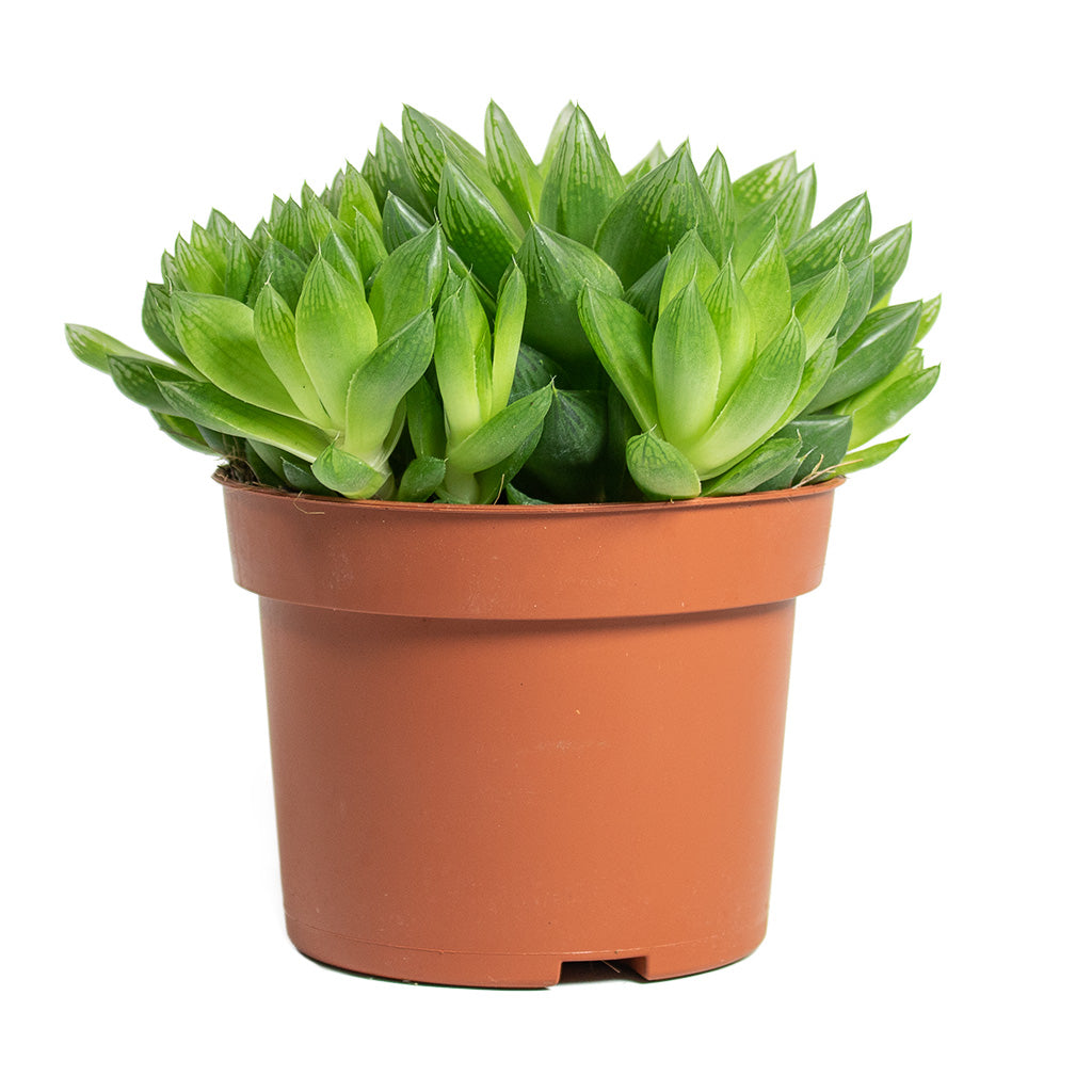 Haworthia cooperi 10.5cm