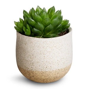 Haworthia cooperi & Iris Plant Pot - Sand