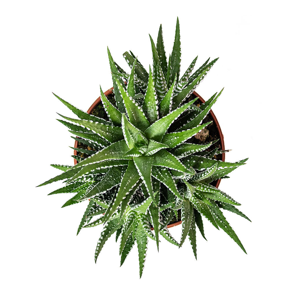Haworthia fasciala Big Band 10.5cm Top-Down View