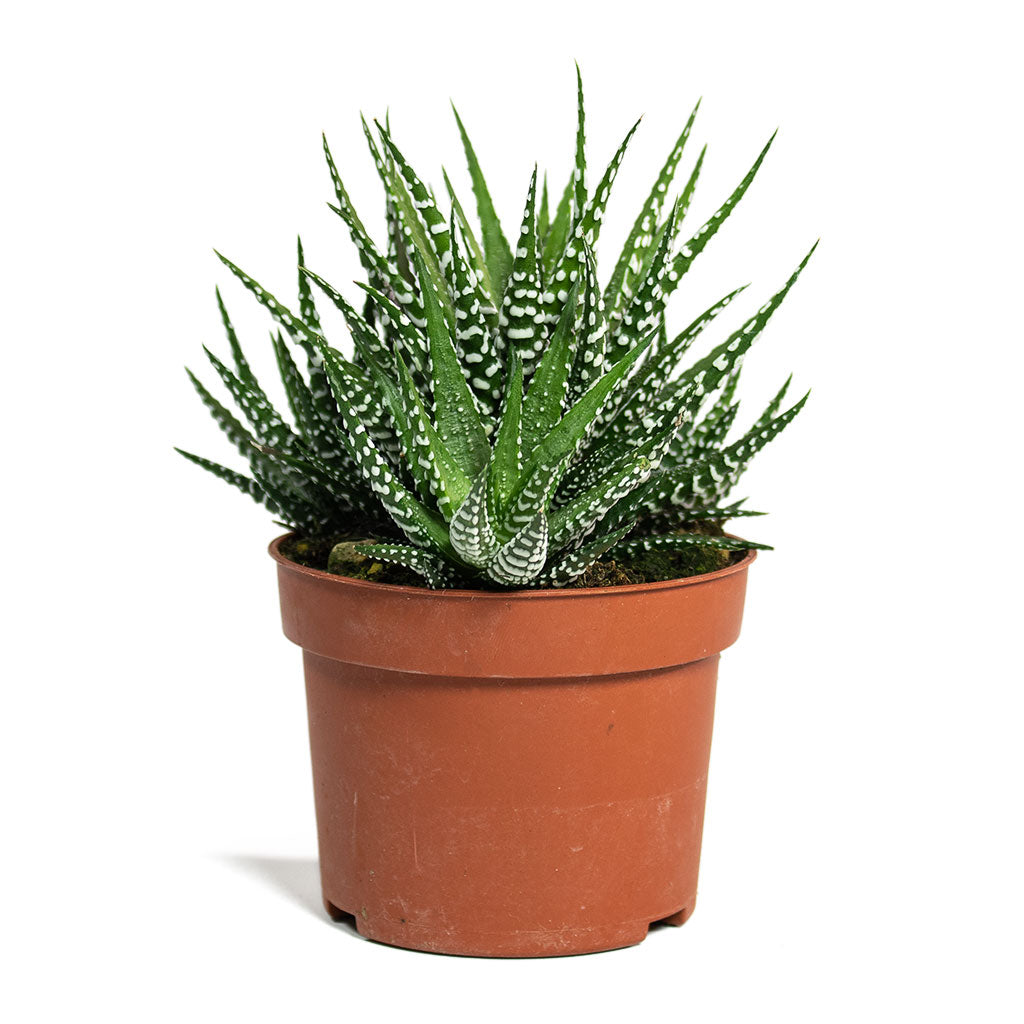 Haworthia fasciala Big Band 10.5cm