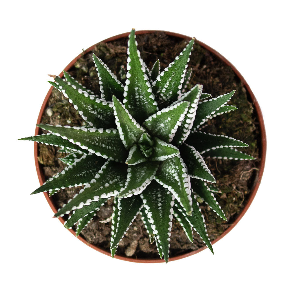 big band succulent Haworthia fasciala Big Band - Quality Succulents | Hortology