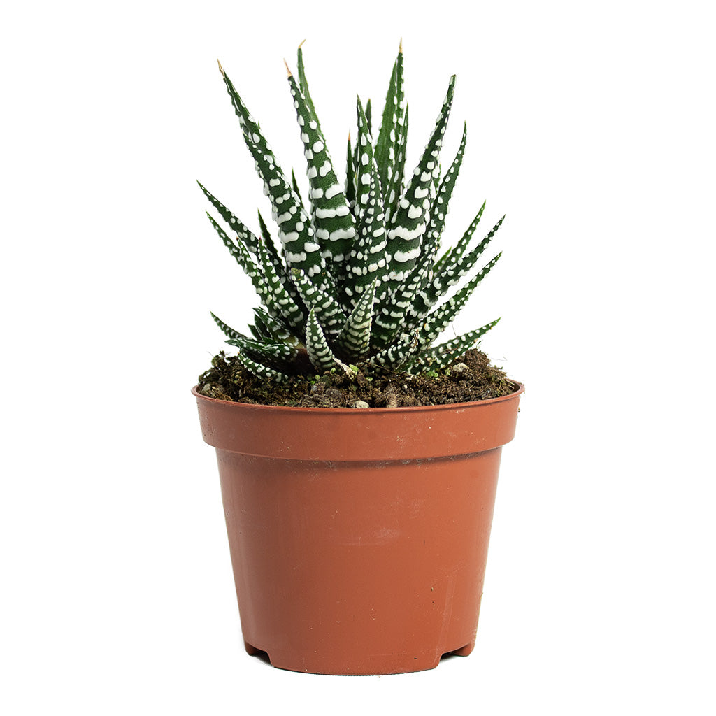 Haworthia fasciala Big Band 8.5cm