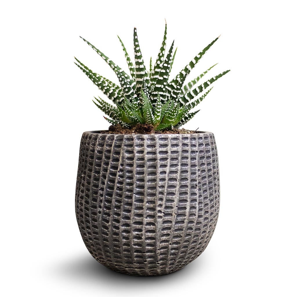 Haworthia fasciala Big Band & Feico Plant Pot - Metal Black