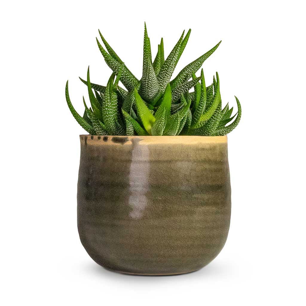 Haworthia fasciala Concolor Houseplant & Iris Plant Pot - Moss Grey