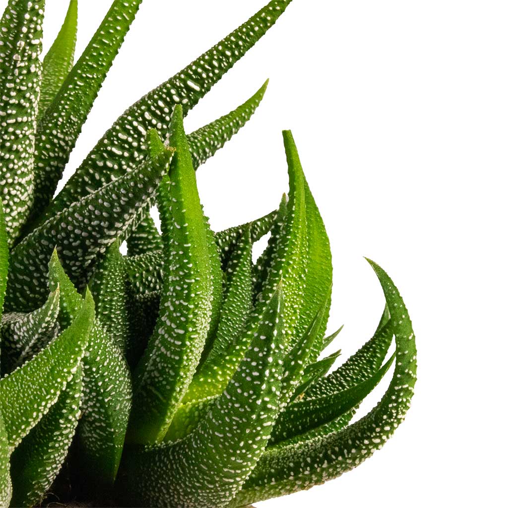 Haworthia fasciala Concolor & Marlijn Plant Pot Blush