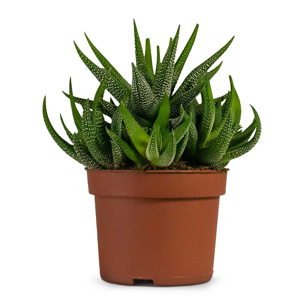Haworthia fasciala Concolor Houseplant Medium