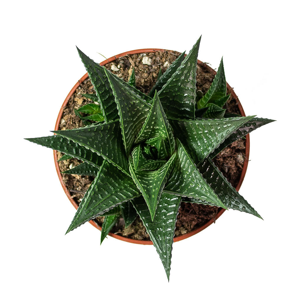 Haworthiopsis limifolia Fairy Washboard 10.5cm Top-Down View