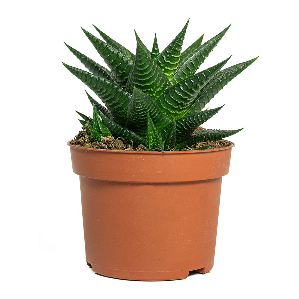 Haworthiopsis limifolia Fairy Washboard 10.5cm