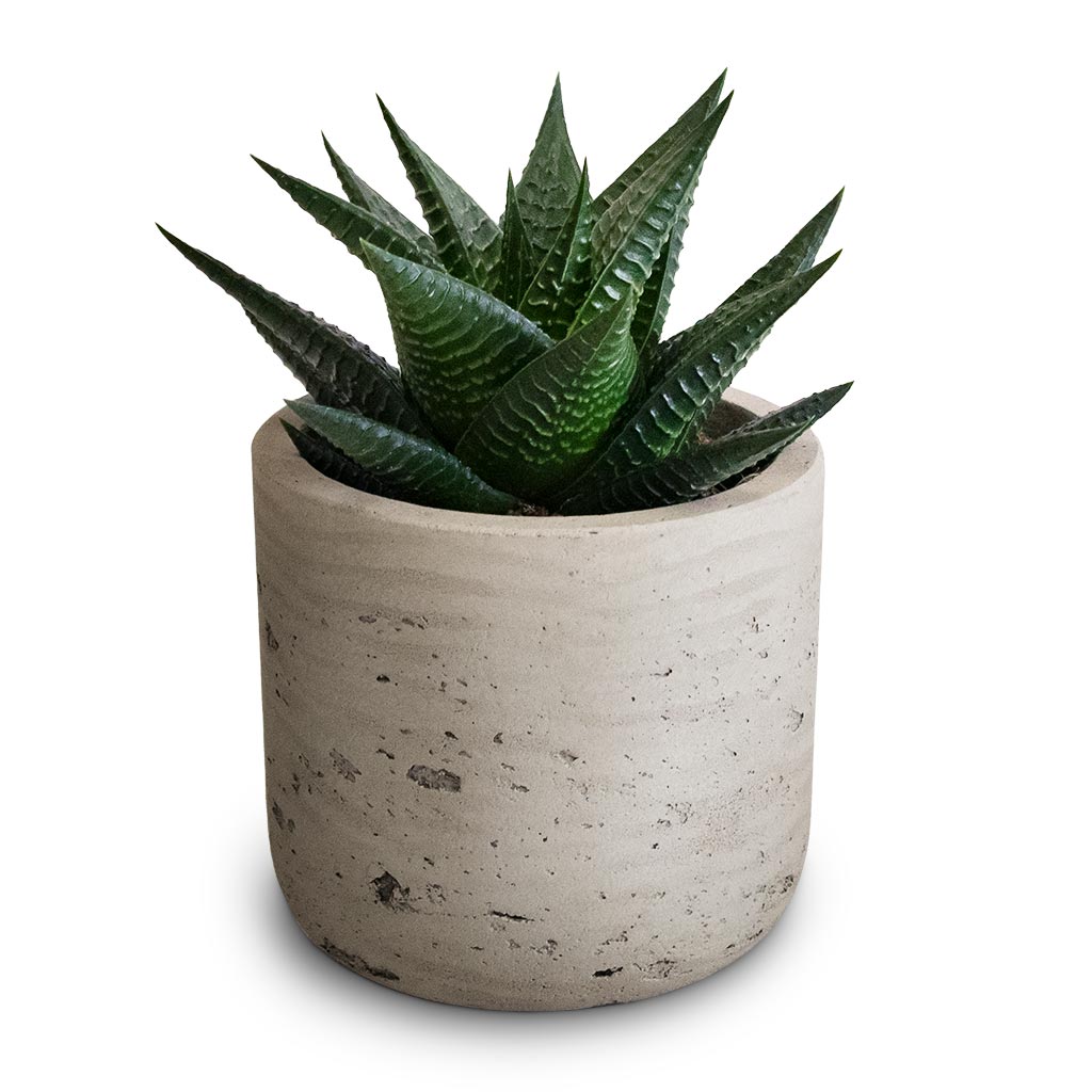 Haworthiopsis limifolia - Fairy Washboard & Charlie Plant Pot - Grey Washed