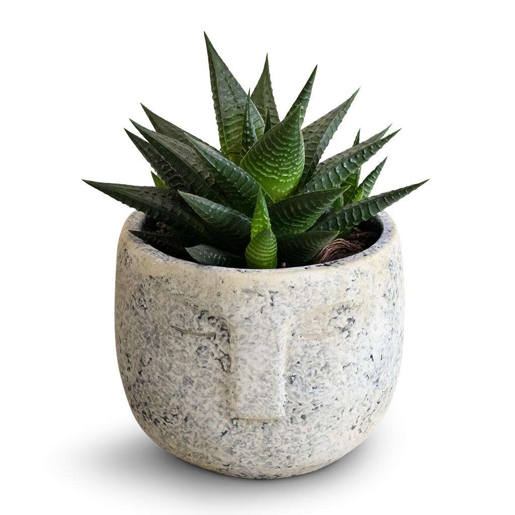 Haworthiopsis limifolia - Fairy Washboard  Head Plant Pot - Cement