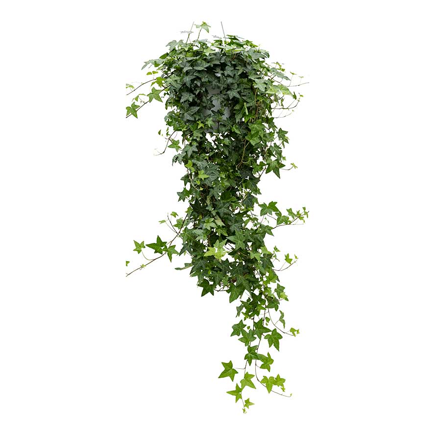 Hedera helix Pittsburgh - English Ivy Large