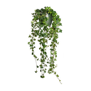 Hedera helix Pittsburgh - English Ivy & Kaat Plant Pot - Green