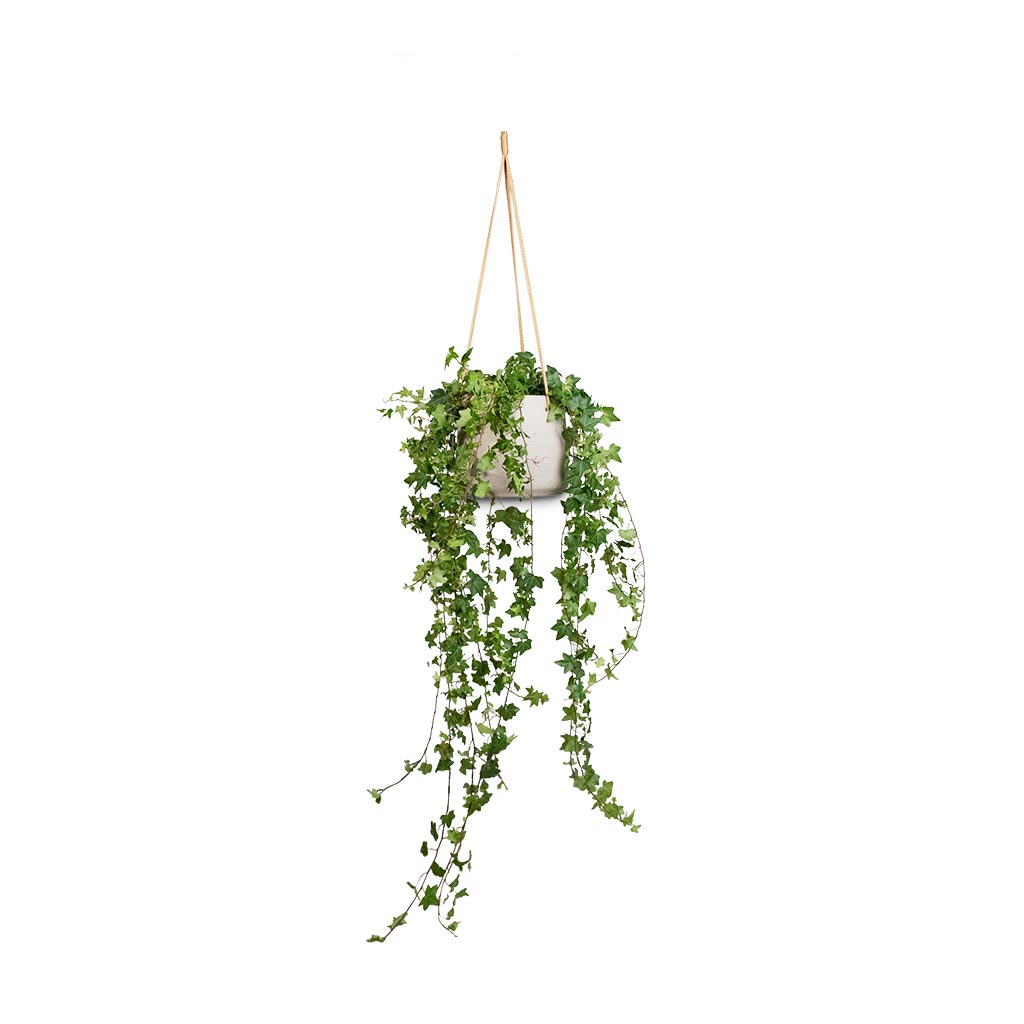 hanging indoor ivy plants Hedera helix Pittsburgh - English Ivy - Hanging Plants | Hortology